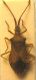 Haploprocta_Sassella_VII.2008.jpg