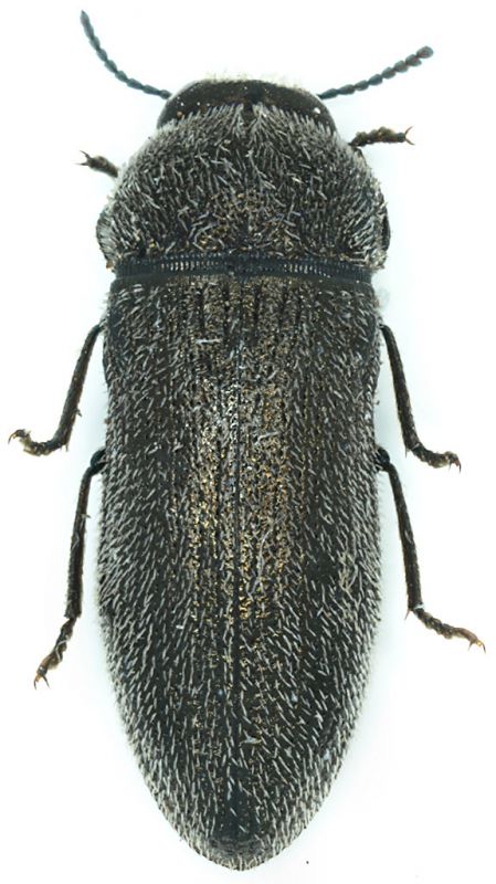 Acmaeoderella_normanna_paratype.jpg