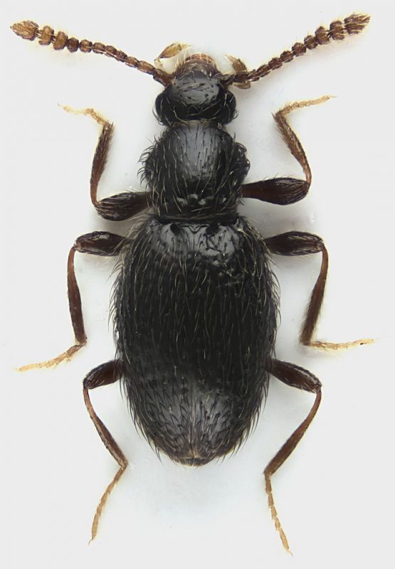 Scydmaeninae_Settebagni_25-XI-2013_03_1,5mm_grey.jpg