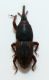 Dryophtoridae b.jpg