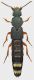 Staphylinidae_Settebagni_25-XI-2013_11_19mm_grey.jpg
