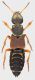 Staphylinidae_Settebagni_25-XI-2013_12_22mm_grey.jpg