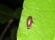 Anobiidae RE 20-07-10 005.jpg