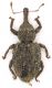 Curculionidae_Casape_8-II-2010_sp2.jpg