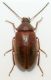 Alleculidae 1 b.jpg