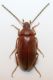 Alleculidae 2 b.jpg