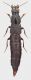 Staphylinidae_Settebagni_25-XI-2013_14_17,3mm_grey.jpg