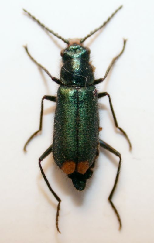 Malachius bipustulatus cf.   1.jpg