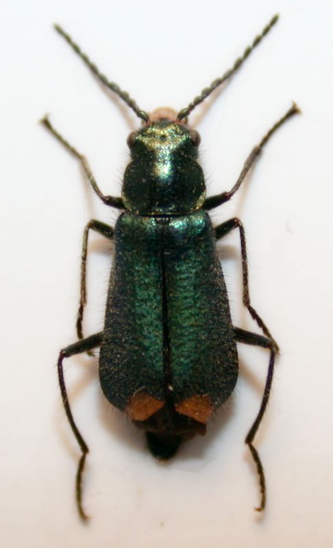 Malachius bipustulatus cf.  2.jpg