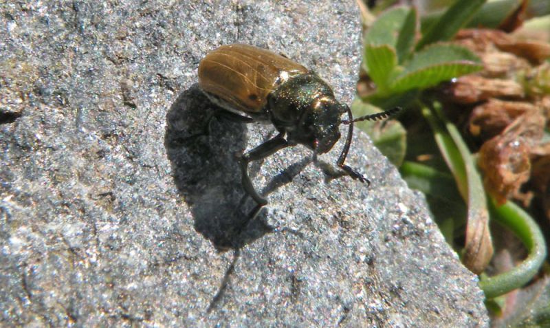 Coleotteri Labidostomis sp Levionaz Valsavarenche AO 29-08-13 1165x.jpg