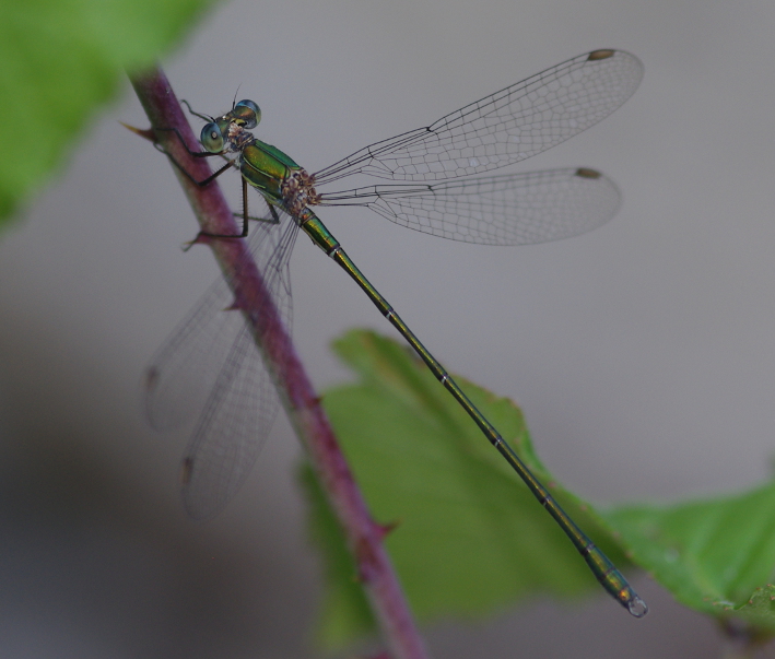 IMGP5031_Damselfly_WC_Y_sm.JPG