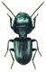Dixus clypeatus P. Rossi, 1790.jpg