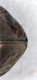 apice%20elitrale%20Notiophilus%20Alto%20Adige.JPG