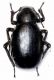 Pimelia gibba.JPG