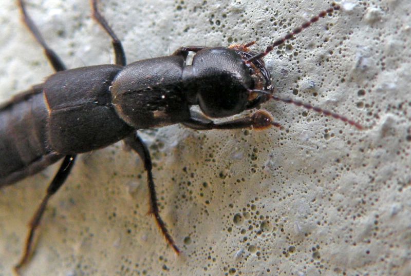 Staphylinidae cfr Quedius sp Giardino RE 18-10-13 575x.jpg