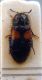 Divales bipustulatus (Fabricius, 1781) Dasytidae.JPG