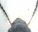 antenne.jpg