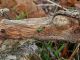 Tolfai_28-XII-2013_OL_009.JPG