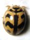 IMG_4440aa Cheilomenes sexmaculata.JPG