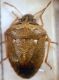 Neottiglossa (Neottiglossa) pusilla (Gmelin, 1790).JPG