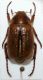 Amphimallon sp. 1b.jpg