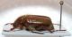 Amphimallon sp. 1d.jpg