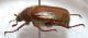 Amphimallon sp. 2c.jpg