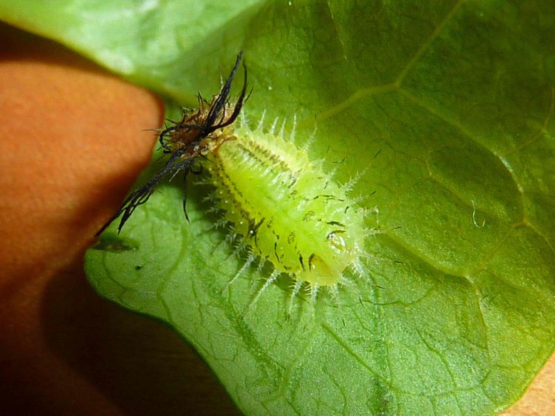 8 larva matura.JPG