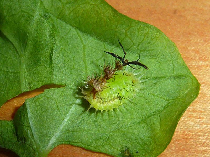 7 larva matura.JPG