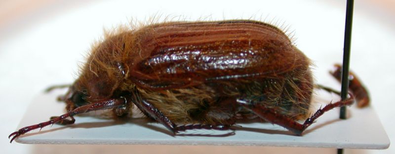 Amphimallon sp. 3c.jpg