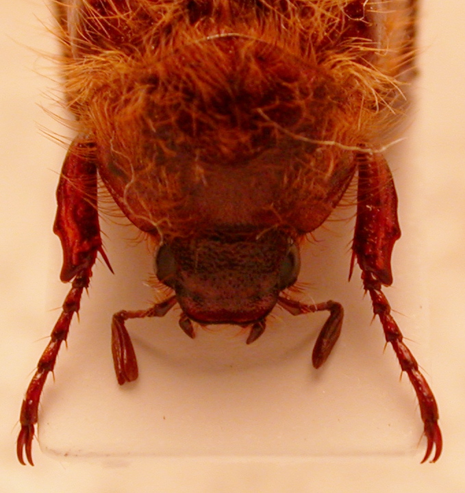 Amphimallon sp. 3e.jpg