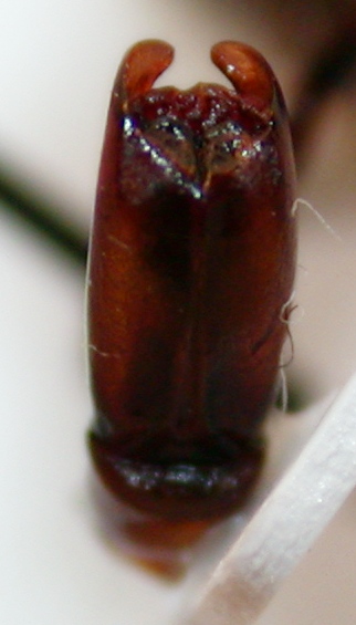 Amphimallon sp. 3h.jpg