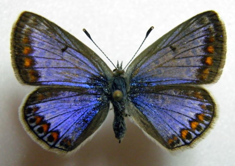 P. bellargus c.jpg