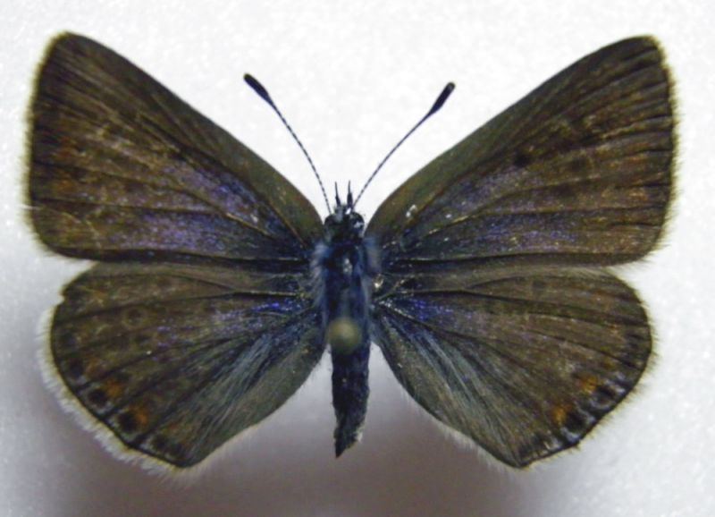 P. icarus f. nera.jpg