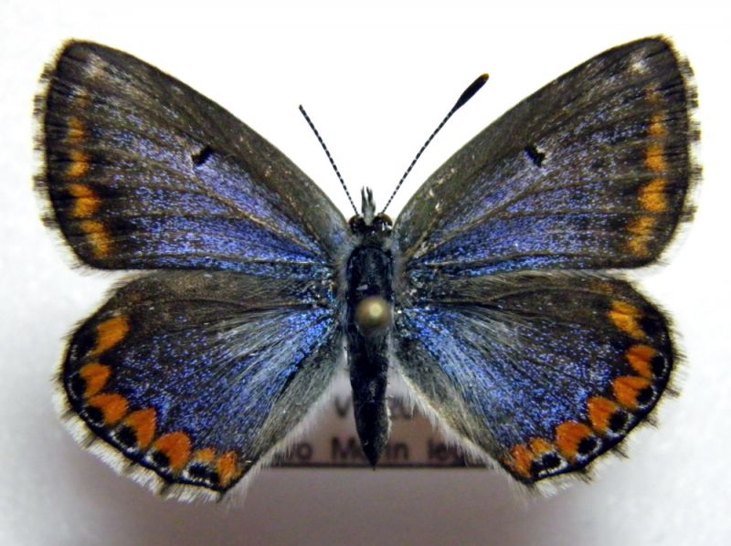 P. bellargus f. ceronus.jpg