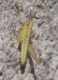 IMGP1310_Ghopper_sm.JPG