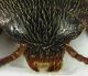Leiodidae_Settebagni_25-XI-2013_2,3mm_testa.jpg