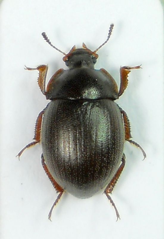 Ammidium ciliatum obscurum.jpg