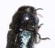 IMG_4169verkleint.jpg