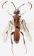 Icneumonide_Formello_31-XII-2013_7,5mm_grey.jpg