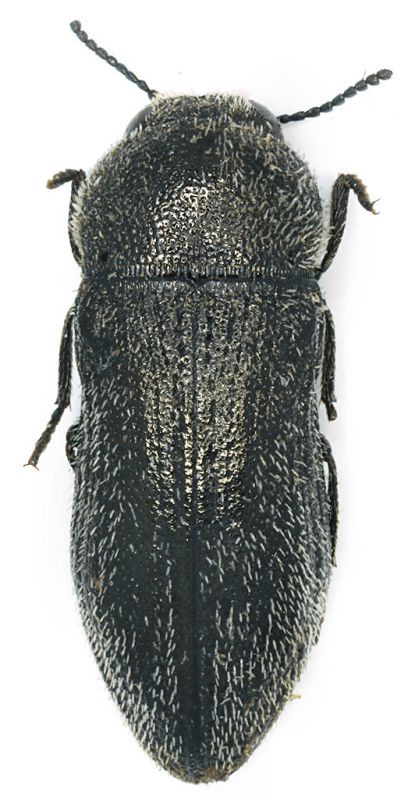 Acmaeoderella_trinacriae.jpg