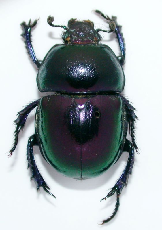 Trypocopris pyraeneus splendens 1a.jpg