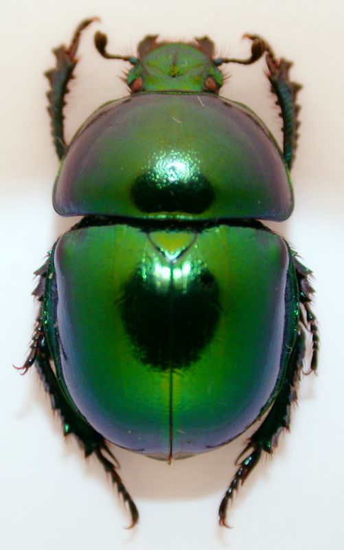 Trypocopris vernalis vernalis 1a.jpg