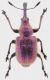 Rhynchitidae_Caldara_Manziana_4-I-2013_9mm_grey.jpg