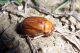 Firminus ciliatus - femmina.jpg