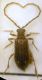 Ptinus (Ptinus) calcaratus Kiesenwetter, 1877 - Anobiidae Ptininae.jpg