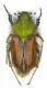 Glaphiridae sp.- Grecia , Kalampaka , Kastania , 1300-1400m VI-2013 leg Sola C..JPG