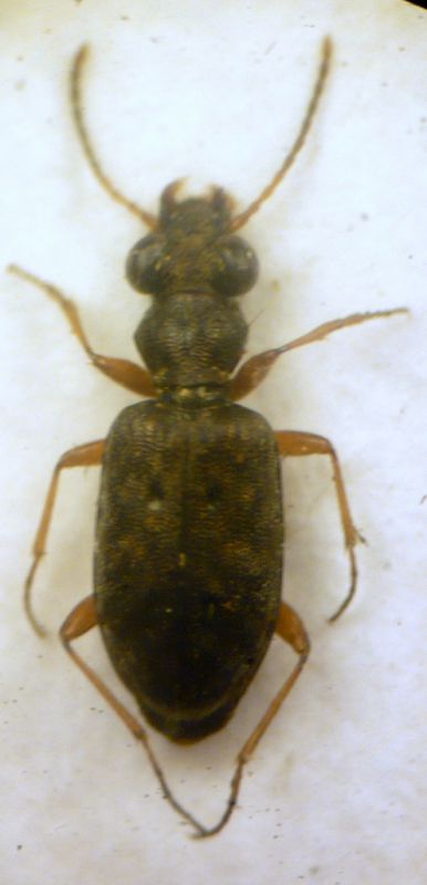 Asaphidion flavipes (Linnaeus, 1761) - Carabidae Trechinae Bembidiini Bembidiina cf.JPG