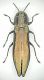 Agrilus lineola 1.JPG