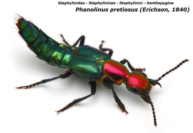 Phanolinus pretiosus (Erichson, 1840).jpg